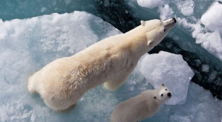 Какие животные в Арктике
