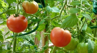 Как обрывать пасынки у помидор