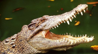 Зачем крокодилы глотают камни