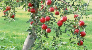 Why not a fruiting Apple tree