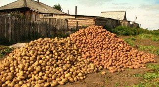 Куда продать картофель