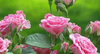 How to transplant a tea rose