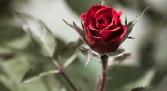 Почему розы колючие