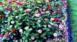 How to plant flowers in the flowerbed