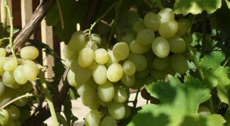 Как сушить виноград самому, чтобы получился изюм?