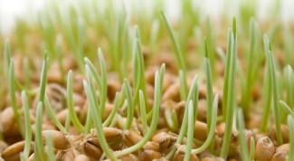 How to test seeds for germination