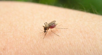 Как лечить аллергию на укусы комаров