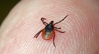 What to do if a tick has crawled under the skin