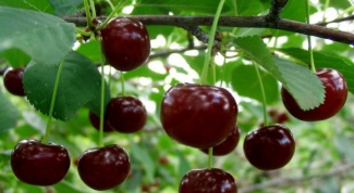 How to grow cherries from seed