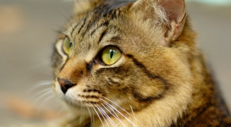 Чем грозит мочекаменная болезнь у кошек: как её избежать или лечить