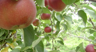 What fruit trees to plant at the cottage?