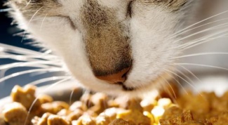 Как выбрать хороший сухой корм для кошек