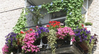 Как устроить на балконе цветник