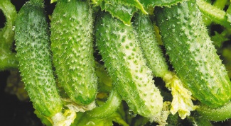 How to increase the yield of cucumbers