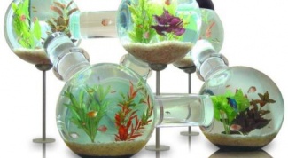 Как открыть аквариумный бизнес