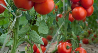 Основные моменты для получения большого урожая томатов.