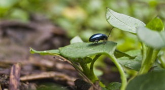 How to get rid of cruciferous flea beetles
