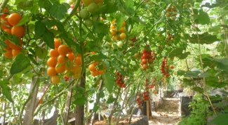 How to tie up tomatoes in the greenhouse from polycarbonate