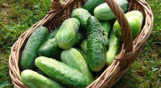 As pasynkovat cucumbers in the greenhouse