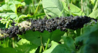 How to deal with black aphids