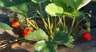 Do I need to trim their moustaches strawberries