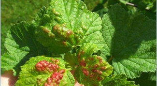 How to deal with aphids on currant
