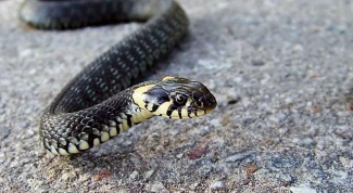 Snakes in summer cottage: what to do