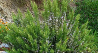 Growing rosemary in the country: beautiful and useful
