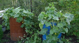 Growing cucumbers in a barrel: pros and cons