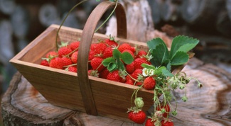 Why are strawberries not fruiting