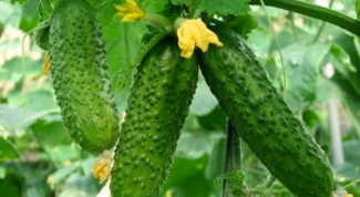 Cucumbers in the country: care during fruiting