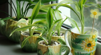 How to deal with gnats in houseplants