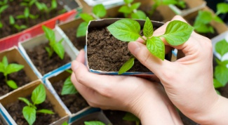 Как самому вырастить рассаду кабачков или цукини