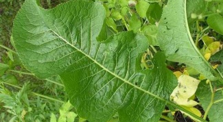 How to prepare horseradish leaves for the winter