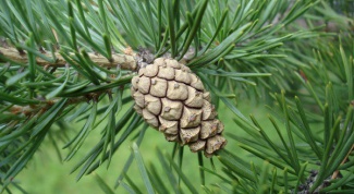 How to brew medicinal jam from cones of spruce and pine