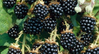 How to freeze blackberries for the winter