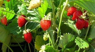 How to grow strawberries from seed