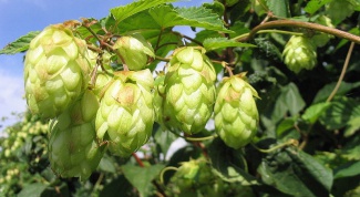 The benefits and harms of hop cones