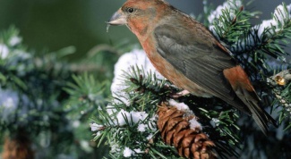 Какие птицы и млекопитающие размножаются только зимой