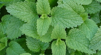 How to grow mint and lemon balm at home