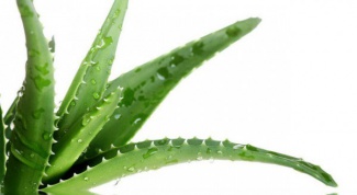 How to treat a burn with aloe