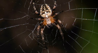 К чему снится паутина с пауками