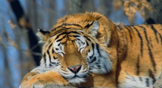 К чему снится тигр