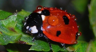 How many lives ladybug