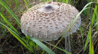 Как выглядит гриб-зонтик