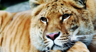Как называются гибриды львов и тигров