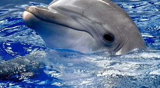 Сколько может пробыть под водой дельфин, чтобы не утонуть