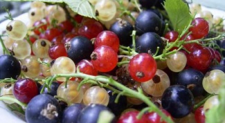 How to collect currants