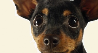 How to name a puppy toy Terrier