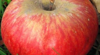 Какой вкус у яблок сорта «апорт»